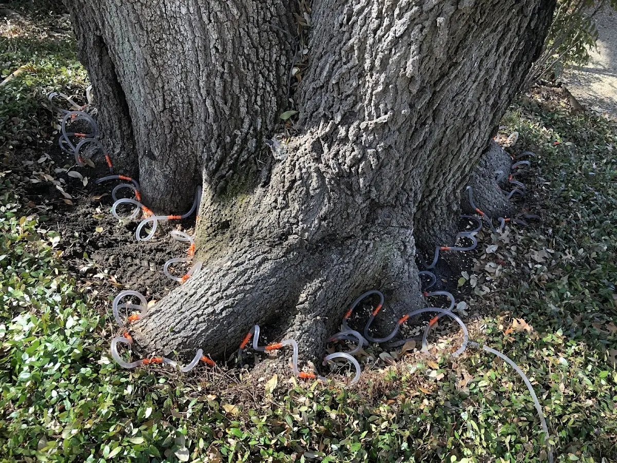 Detailed Tree Cabling and Bracing job site in Hustontown