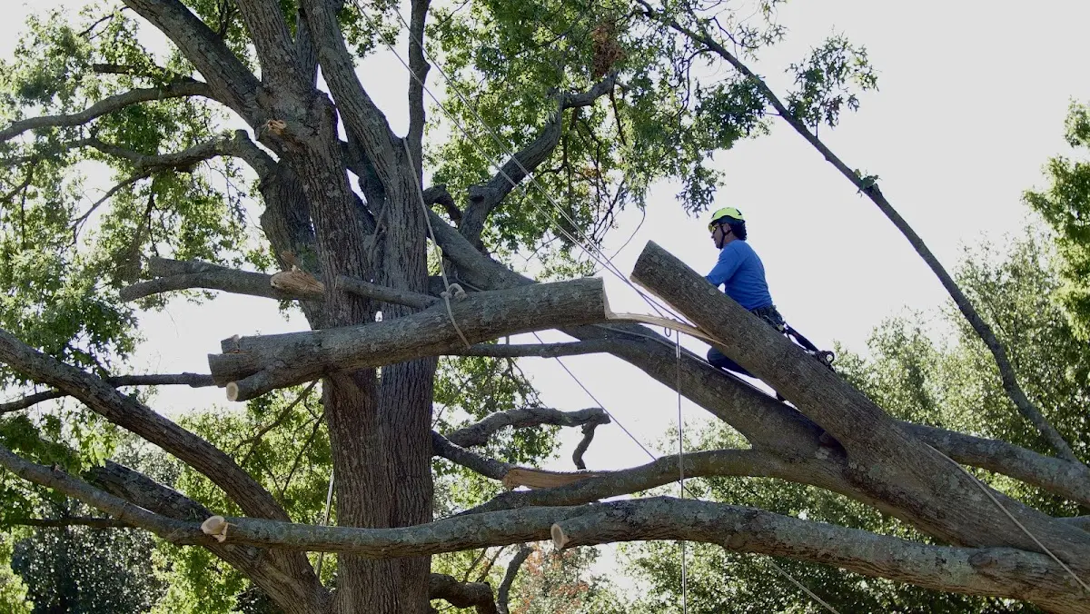 Professional Hazardous Tree Removal performed by certified arborists in Hustontown