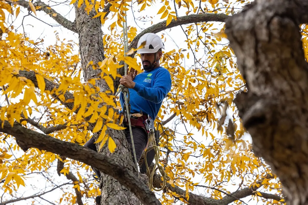 Skilled Tree Pruning crew working in Hustontown